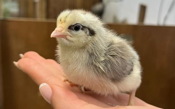 Ladies hand holding a chick