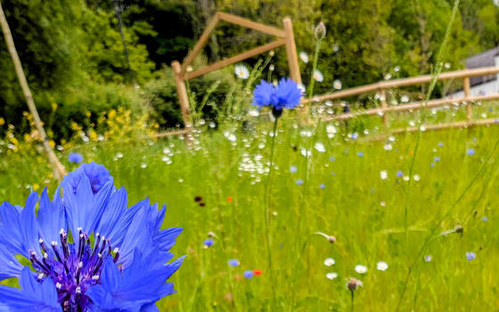 Spring flowers in the grounds of the farm
