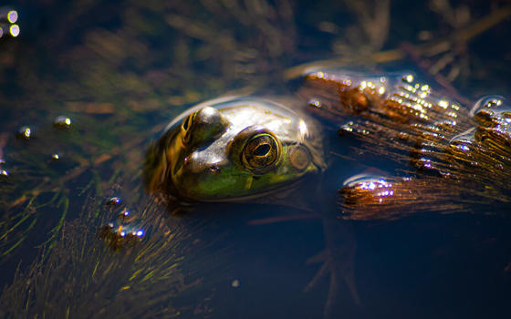 A frog poking his head out of the water