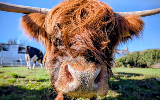 Highland Cow looking directly at the camera lense