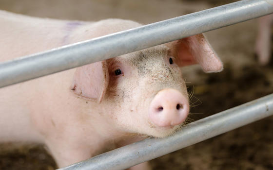 Piglet looking through a metal fence
