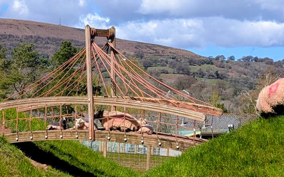 Sheep and lambs sitting on the wooden bridge in the sheep and goat enclosure