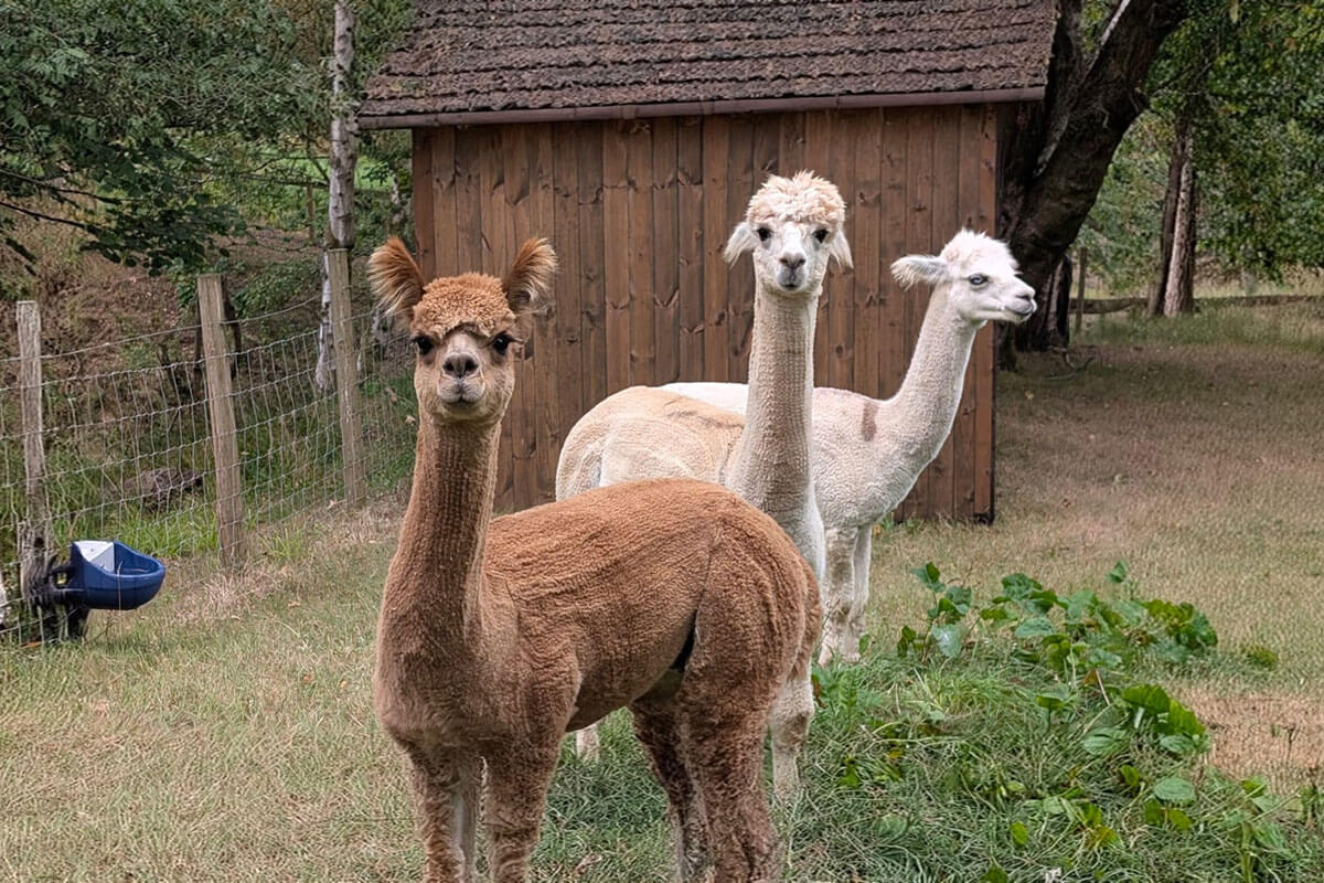 Three alpacas looking directly at the camera