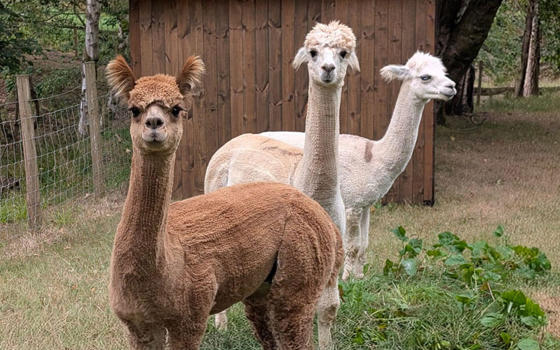 Alpacas