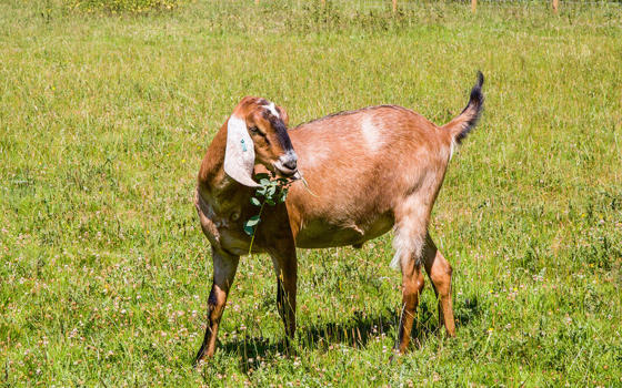 Anglo Nubian goats