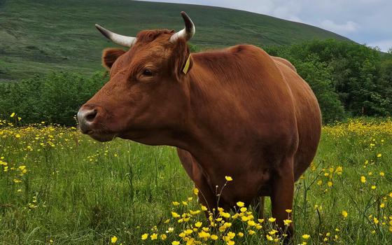 Dexter cattle