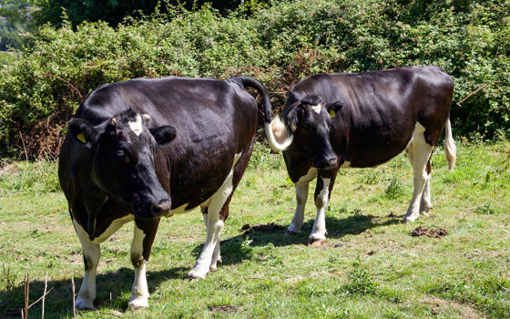 Fresian Cows