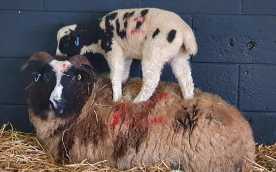 Jacob Sheep