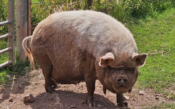 Kune-Kune pig