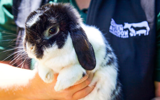 Lop-eared-rabbits