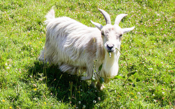 Pygmy goats