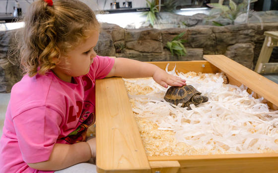 Young girl with a tortoise in the cuddle corner
