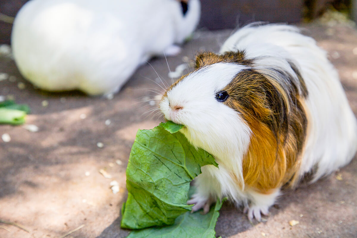 Guinea Pig eating some fresh green leaves