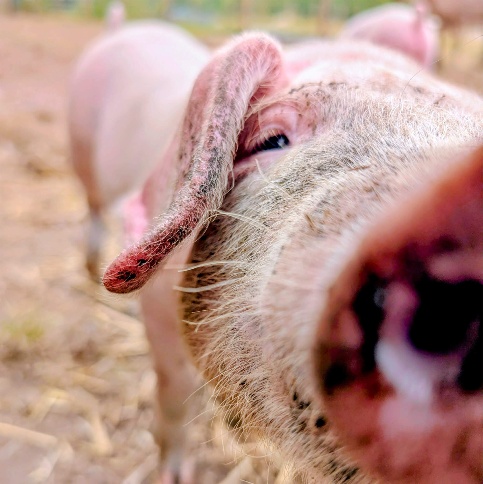 Close up of a pig. His nose is touching the camera lense