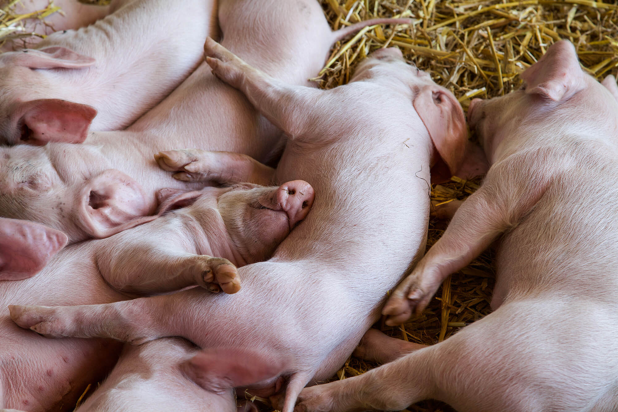 Piglets laying in straw