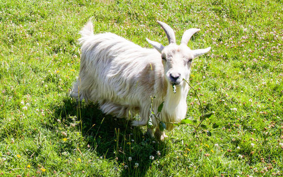 Pygmy goat